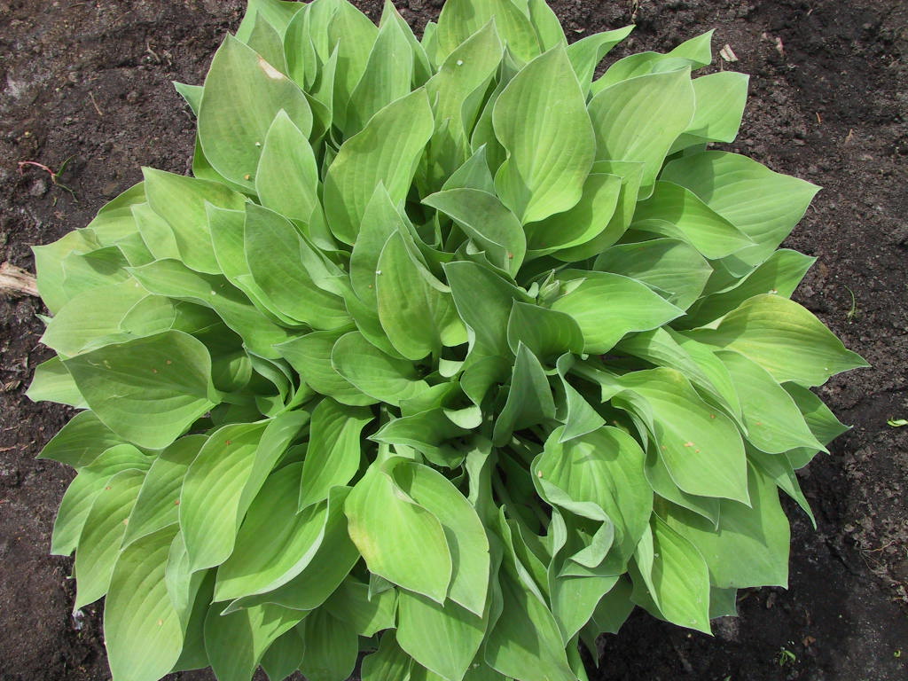 Hosta nakaiana Golden Nakaiana 10.jpg